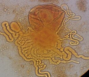 Estudios de Urbanorum